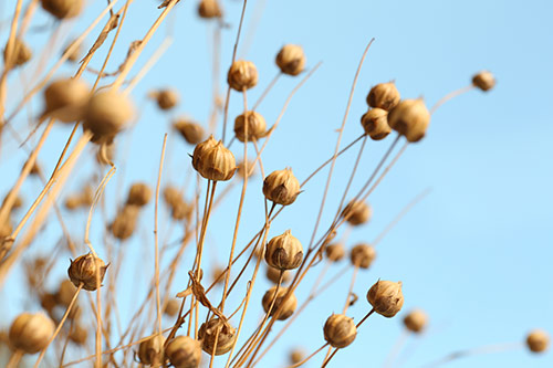 Belfiore